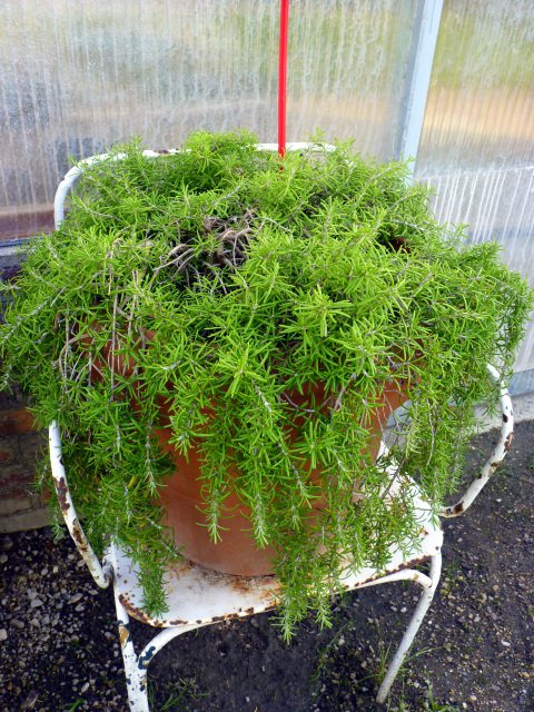 Rosmarinus officinalis 'Prostrata'
